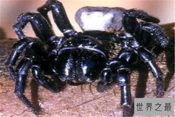 世界十大最毒蜘蛛 黄囊蛛上榜,花边鸟蛛一口可能让人昏迷不醒