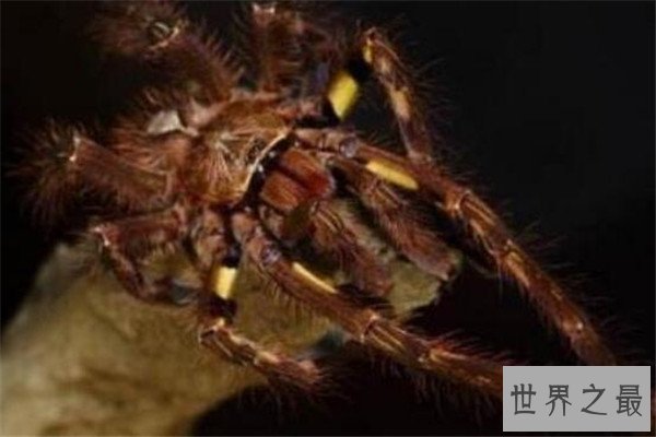 世界十大最毒蜘蛛 黄囊蛛上榜,花边鸟蛛一口可能让人昏迷不醒