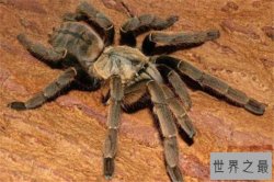 世界十大最毒蜘蛛 黄囊蛛上榜,花边鸟蛛一口可能让人昏迷不醒