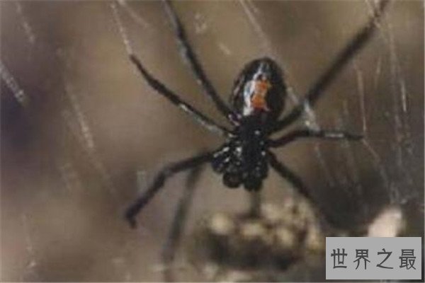 世界十大最毒蜘蛛 黄囊蛛上榜,花边鸟蛛一口可能让人昏迷不醒