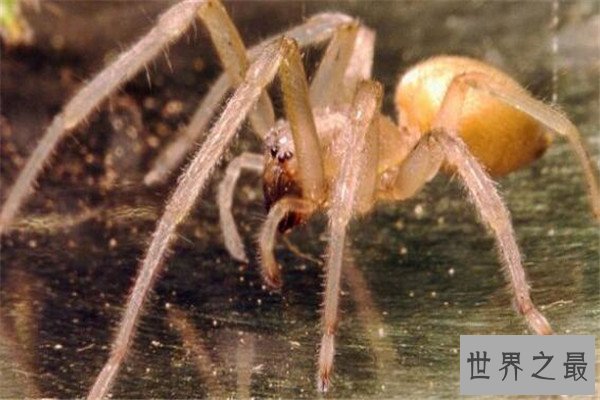世界十大最毒蜘蛛 黄囊蛛上榜,花边鸟蛛一口可能让人昏迷不醒