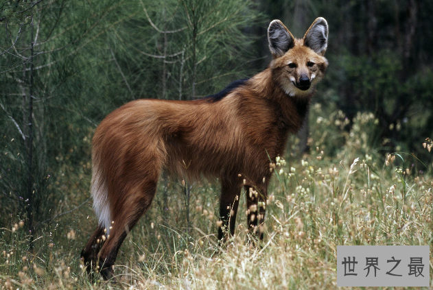 世界十大神奇动物 这些奇特的动物，你见过吗