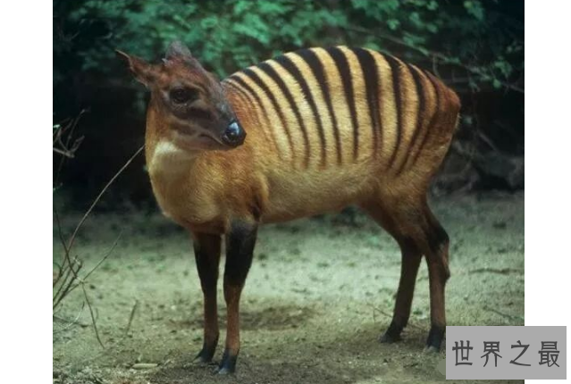 世界十大神奇动物 这些奇特的动物，你见过吗