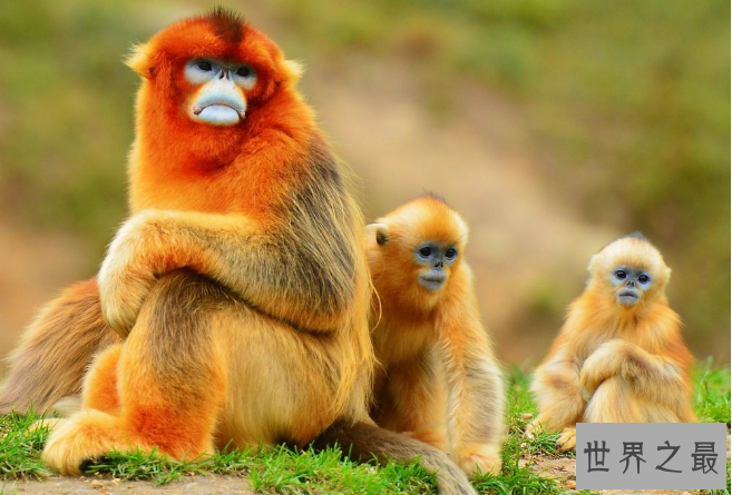 世界十大神奇动物 这些奇特的动物，你见过吗