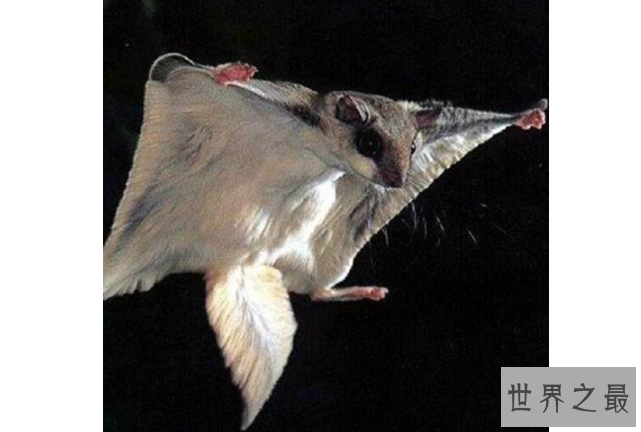 世界十大神奇动物 这些奇特的动物，你见过吗