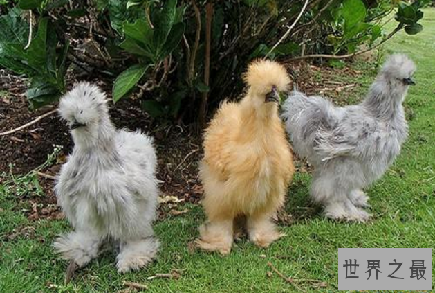 世界十大神奇动物 这些奇特的动物，你见过吗