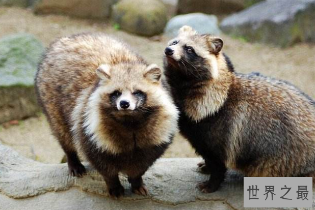 世界十大神奇动物 这些奇特的动物，你见过吗