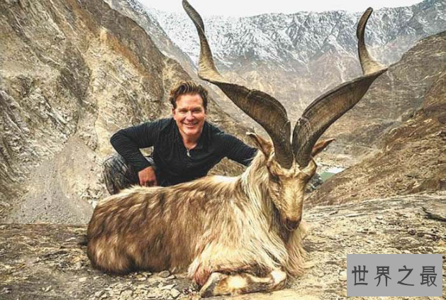 世界十大神奇动物 这些奇特的动物，你见过吗