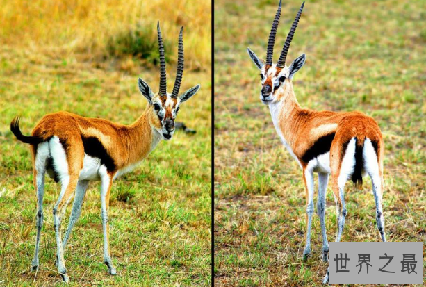 世界十大神奇动物 这些奇特的动物，你见过吗