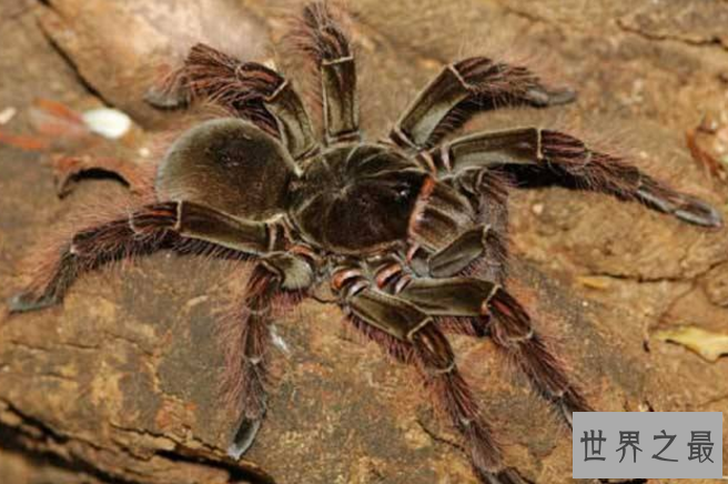 世界十大巨型蜘蛛 腿长就有30厘米，这些蜘蛛你见过吗