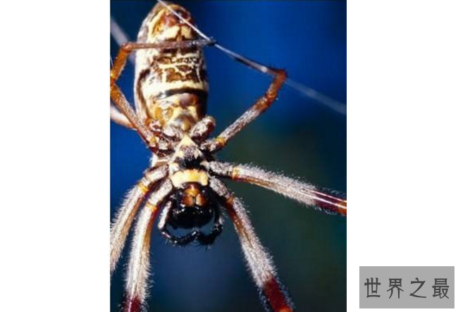 世界十大巨型蜘蛛 腿长就有30厘米，这些蜘蛛你见过吗