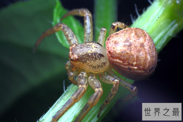 世界十大巨型蜘蛛 腿长就有30厘米，这些蜘蛛你见过吗