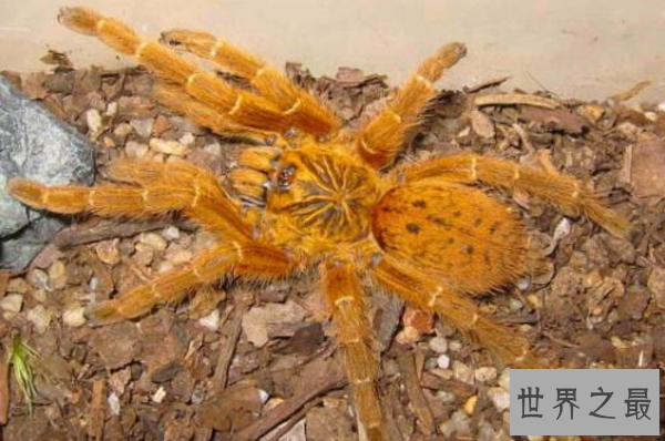 世界十大巨型蜘蛛 腿长就有30厘米，这些蜘蛛你见过吗