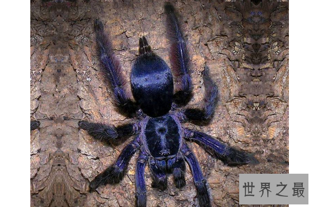 世界十大巨型蜘蛛 腿长就有30厘米，这些蜘蛛你见过吗