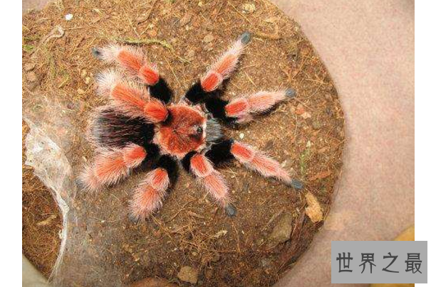 世界十大巨型蜘蛛 腿长就有30厘米，这些蜘蛛你见过吗