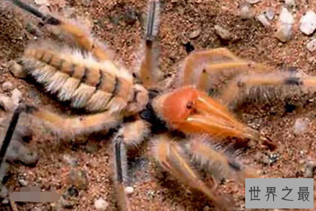 世界十大巨型蜘蛛 腿长就有30厘米，这些蜘蛛你见过吗