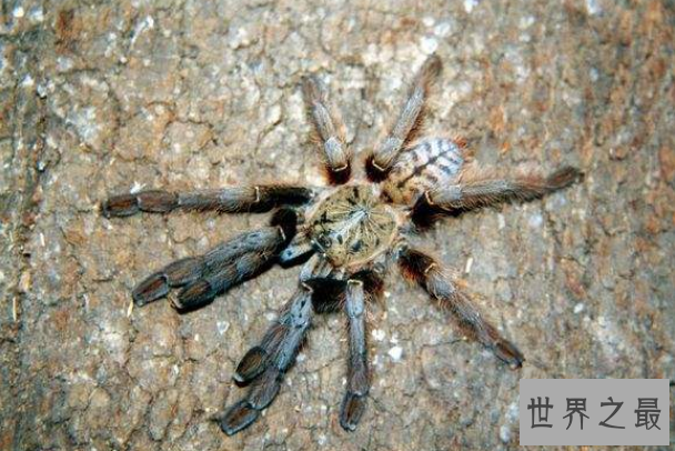 世界十大巨型蜘蛛 腿长就有30厘米，这些蜘蛛你见过吗