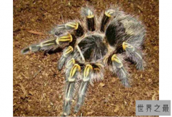 世界十大巨型蜘蛛 腿长就有30厘米，这些蜘蛛你见过吗