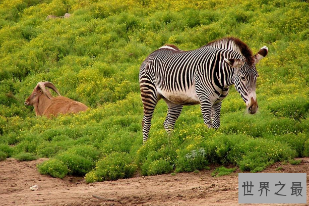 世界十大神奇的动物园 北京动物园上榜，柏林动物园排第一