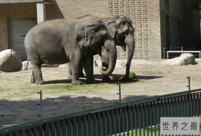 世界十大神奇的动物园 北京动物园上榜，柏林动物园排第一