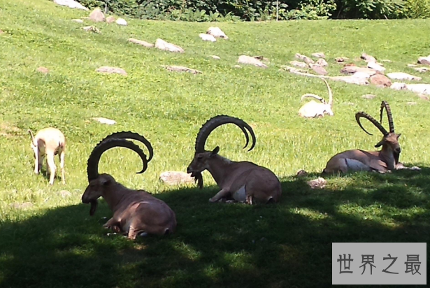 世界十大神奇的动物园 北京动物园上榜，柏林动物园排第一