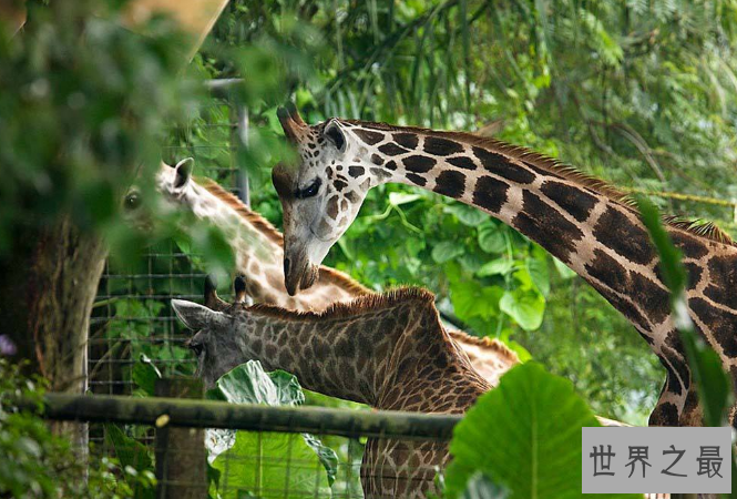 世界十大神奇的动物园 北京动物园上榜，柏林动物园排第一