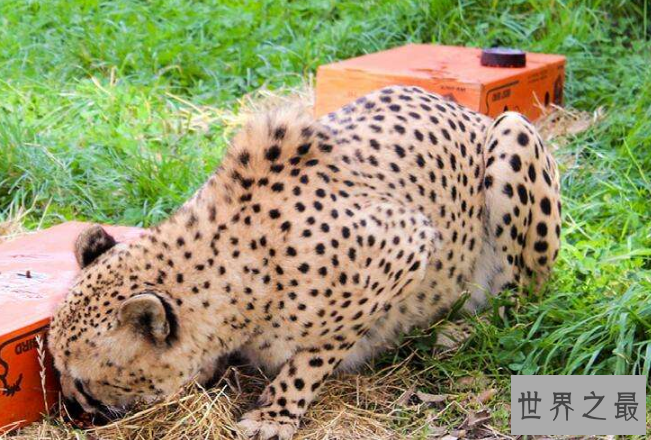 世界十大神奇的动物园 北京动物园上榜，柏林动物园排第一