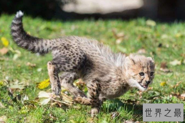 世界十大神奇的动物园 北京动物园上榜，柏林动物园排第一