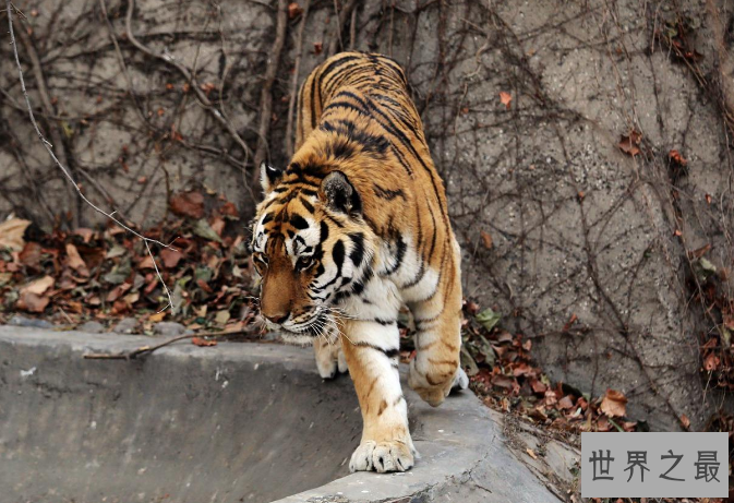 世界十大神奇的动物园 北京动物园上榜，柏林动物园排第一