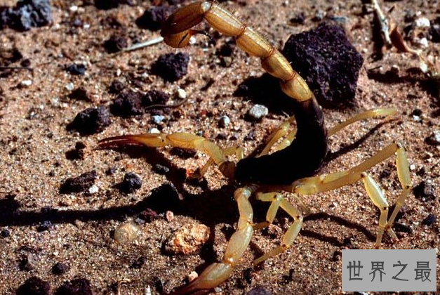 世界最毒的十大蝎子 印度红蝎死亡率高达40%