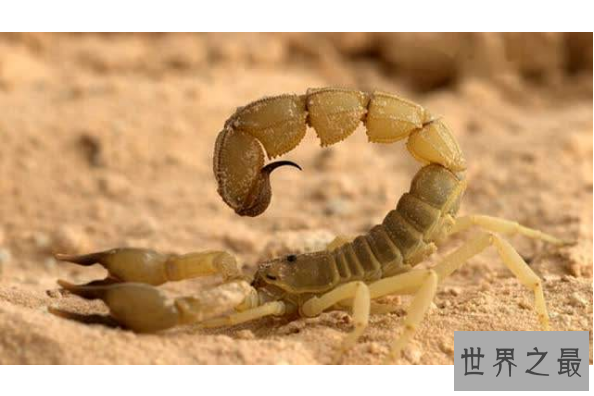 世界最毒的十大蝎子 印度红蝎死亡率高达40%