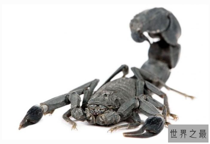 世界最毒的十大蝎子 印度红蝎死亡率高达40%