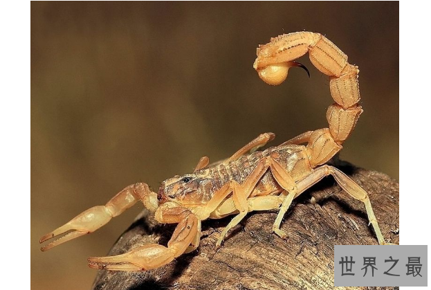 世界最毒的十大蝎子 印度红蝎死亡率高达40%