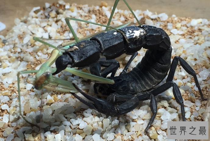 世界最毒的十大蝎子 印度红蝎死亡率高达40%