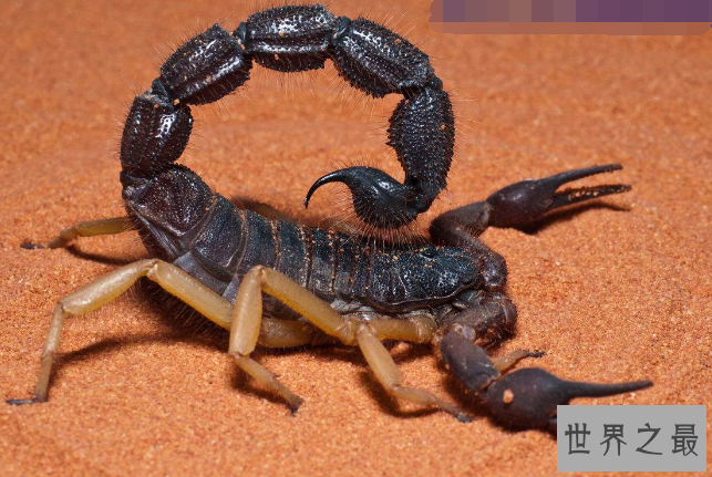 世界最毒的十大蝎子 印度红蝎死亡率高达40%