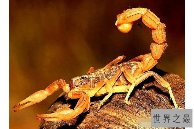 世界最毒的十大蝎子 印度红蝎死亡率高达40%