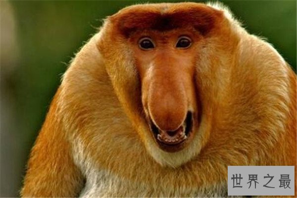 世界十大最珍稀猴子 卷尾猴性情温顺，绒猴体型全球最小