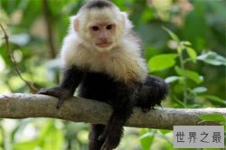 世界十大最珍稀猴子 卷尾猴性情温顺，绒猴体型全球最小