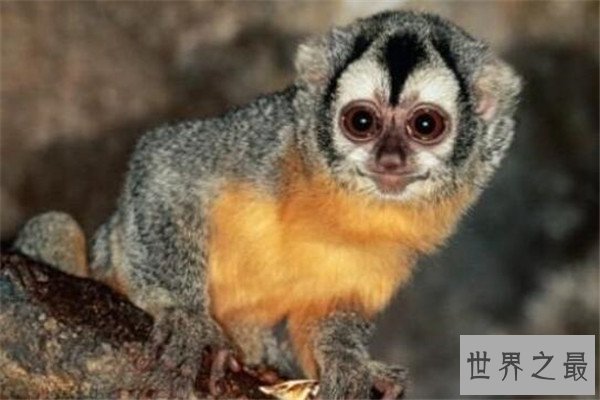 世界十大最珍稀猴子 卷尾猴性情温顺，绒猴体型全球最小