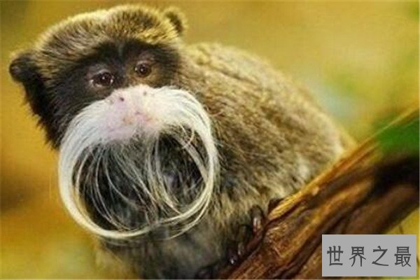 世界十大最珍稀猴子 卷尾猴性情温顺，绒猴体型全球最小