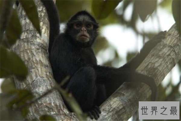 世界十大最珍稀猴子 卷尾猴性情温顺，绒猴体型全球最小