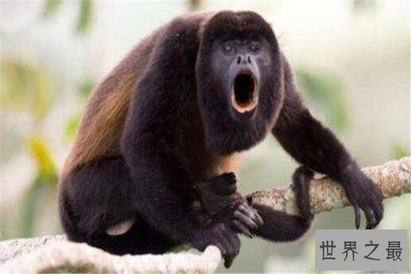 世界十大最珍稀猴子 卷尾猴性情温顺，绒猴体型全球最小