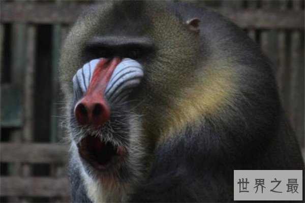 世界十大最珍稀猴子 卷尾猴性情温顺，绒猴体型全球最小