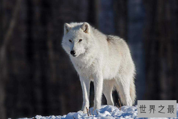 世界最漂亮的十大动物 白虎排第一，黑豹上榜