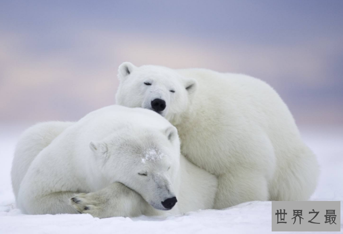 世界最漂亮的十大动物 白虎排第一，黑豹上榜
