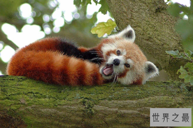 世界最漂亮的十大动物 白虎排第一，黑豹上榜