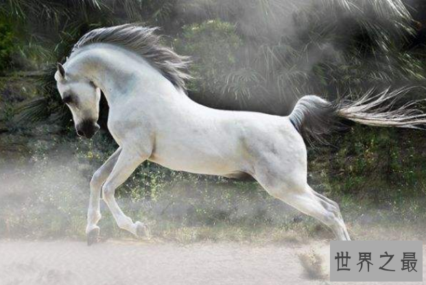 世界最漂亮的十大动物 白虎排第一，黑豹上榜