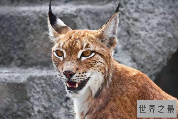 世界最漂亮的十大动物 白虎排第一，黑豹上榜