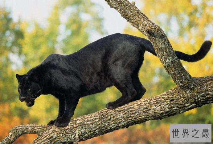 世界最漂亮的十大动物 白虎排第一，黑豹上榜