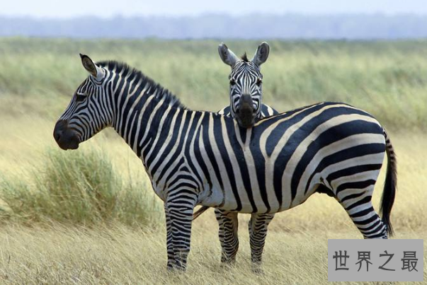 世界最漂亮的十大动物 白虎排第一，黑豹上榜